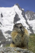 Alpine Marmots (Marmota marmota), Grossglockner, National Park Upper Tauern, Austria, alps, Europe