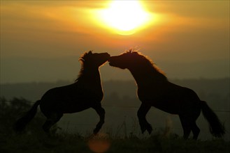 Islandic Horses at sunset, Icelandic ponies at sunset, Icelanders