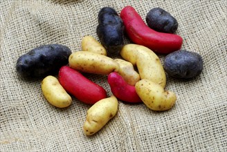 Potatoes (Solanum tuberosum) Vitelotte', 'Ollucos', 'Rat', blue French truffle potato, blue French