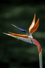 Strelitzia, Pantanal, Brazil, Bird of Paradise (Strelitzia reginae) Flower, South America