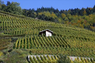 Vineyard with wooden hut, Glottertal, Black Forest, Baden-Württemberg, Germany, Europe