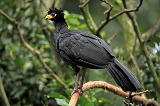 Bare-faced Curassow (Crax fasciolata), male, Pantanal, Brazil, South America