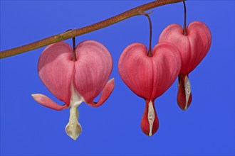 Bleeding heart (Lamprocapnos (Lamprocapnos spectabilis) (Dicentra spectabilis) spectabilis)