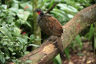 Rusty-margined Guan, Pantanal, Brazil (Penelope superciliaris)