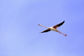 Pink flamingo, Camargue, Provence, South of France (Phoenictopterus ruber roseus), releasable