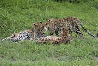 Leopards (Panthera pardus), female with cubs, Sabie Sand Game Reserve, South Africa, Africa