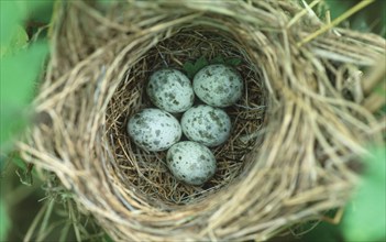 Marsh Warblers (Acrocephalus palustris), eggs in nest, Lower Saxony, Germany, Europe