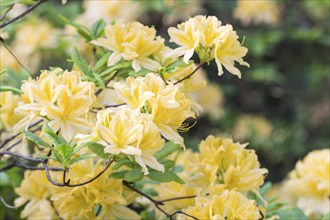 Blooming rhododendron in the botanical garden in spring