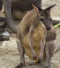 Cute little kangaroo at the zoo in malaysia