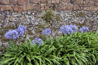 Lilies of the nile (Agapanthus) in front of a granite wall and mexican fleabane (Erigeron