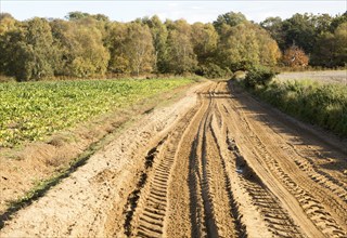 Sandy track through heath vegetation in Suffolk Sandlings heathland, Shottisham, Suffolk, England,