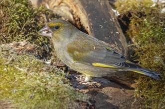 European greenfinch (Carduelis chloris) sitting in the forest. Bas Rhin, Alsace, France, Europe