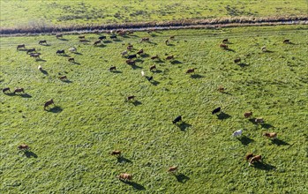 Aerial view of free-roaming herd of cattle, Grünheide, 30/10/2021