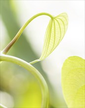 Young light green leaves of tropical lianas in a botanical garden Closeup. Blurred background