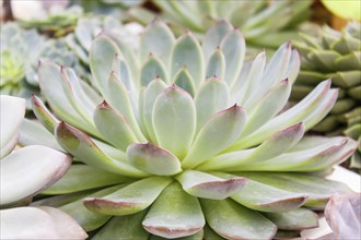 Beautiful succulent plant in greenhouse. Closeup, floral patterns, selective focus