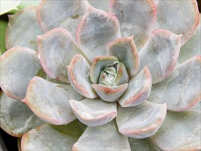 Beautiful succulent plant in greenhouse. Closeup, floral patterns, selective focus