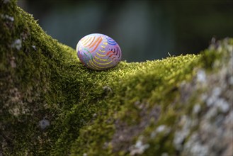 Painted colourful Easter egg lying on moss in a tree fork, Germany, Europe