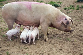 Outdoor free range pig farm, Hollesley, Suffolk, England, United Kingdom, Europe