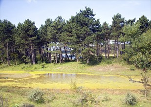 The Dunes between Scheveningen and Katwijk Holland