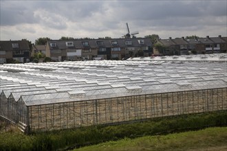 Greenhouses Monster Holland