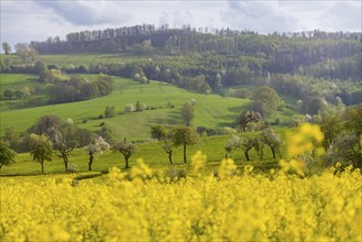 Flowering fields near Karsdorf in the Eastern Ore Mountains, Karsdorf, Saxony, Germany, Europe