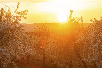 Orchards in bloom near Wittgensdorf in the Eastern Ore Mountains, Wittgensdorf, Saxony, Germany,