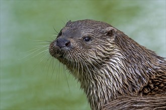 Eurasian otter, European river otter (Lutra lutra) close-up portrait along river bank, riverbank.