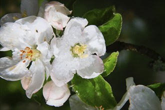 Apple blossoms on a tree in an orchard in the Eastern Ore Mountains. A cold snap led to late