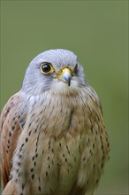 Common kestrel (Falco tinnunculus), male, portrait, North Rhine-Westphalia, Germany, Europe