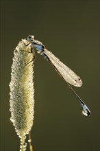 Blue-tailed damselfly (Ischnura elegans), male with dewdrops in backlight, North Rhine-Westphalia,