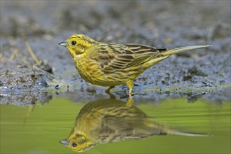 Yellowhammer (Emberiza citrinella) male drinking water from pond, rivulet in summer