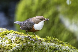 White-throated Dipper (Cinclus cinclus), with larvae in its beak, Rhineland-Palatinate, Germany,