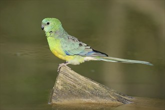 Red-rumped parrot (Psephotus haematonotus), male, captive, occurrence in Australia