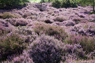 Heather in blossom on heathland, Shottisham, Suffolk, England, United Kingdom, Europe