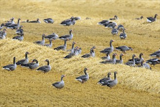 Flock of greylag geese, graylag goose (Anser anser) foraging in stubble field, stubblefield after