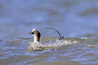 Long-tailed duck (Clangula hyemalis, Anas hyemalis) male in non-beeding plumage swimming in sea in