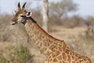 South African giraffe (Giraffa camelopardalis giraffa), young animal walking, close-up, Kruger