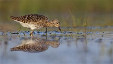 Ruff (Philomachus pugnax), female, Narew, Bialystok, Podlasie, Poland, Europe