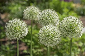 Ornamental leek (Allium sp.), flower stand, North Rhine-Westphalia, Germany, Europe