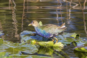 Juvenile American Purple Gallinule standing on lily pads at park in Leesburg, Florida, USA, North