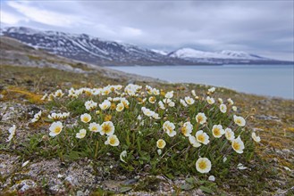 Mountain avens, eightpetal mountain-avens, white dryas, white dryad (Dryas octopetala) in flower in