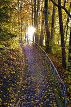 Backlit photograph in Wittelbacher Park in Augsburg in autumn, Bavaria, Germany, Europe