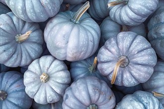 Banner with pastel blue muscade pumpkins. Generative AI, AI generated