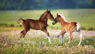 AI generated, Two young brown foals playing on a flower meadow, Studio, AI generated