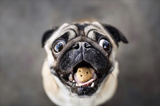 Funny pug dog catching dog treat with open mouth. Generative AI, AI generated