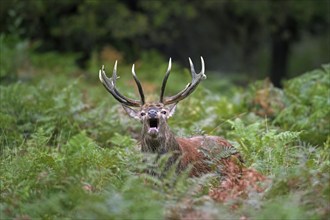 Red deer (Cervus elaphus) stag bellowing among bracken in woodland during the rut in autumn, fall