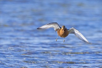 Red phalarope, grey phalarope (Phalaropus fulicarius) male in breeding plumage landing in pond