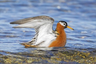 Red phalarope, grey phalarope (Phalaropus fulicarius) female in breeding plumage flapping wings in