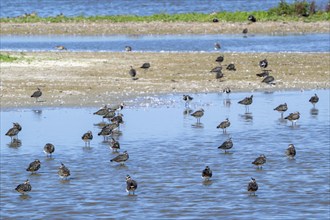 Flock of Northern lapwings (Vanellus vanellus) resting in shallow water of salt marsh, saltmarsh