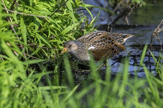 Spotted crake (Porzana porzana, Ortygometra porzana) foraging in marshland in summer